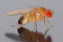 Πεινασμένες μύγες που γίνονται... καννίβαλοι