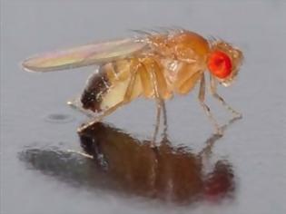 Φωτογραφία για Πεινασμένες μύγες που γίνονται... καννίβαλοι