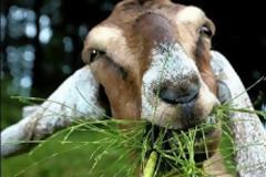 Διαβάστε για ποιο λόγο προσελήφθησαν κατσίκες στο αεροδρόμιο του Σικάγο!