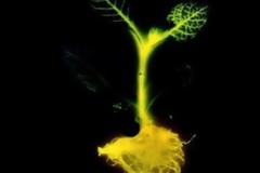 Φυτά που φωσφορίζουν αντικαθιστούν τους λαμπτήρες