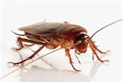 Ποια είναι η μυρωδιά που δεν αντέχoυν τα μυρμήγκια και οι κατσαρίδες;