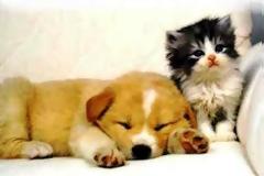 Υγεία: Τα κατοικίδια ζώα προστατεύουν την καρδιά