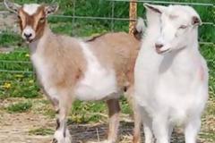 Δείτε για ποιο λόγο προσέλαβαν κατσίκες σε αεροδρόμιο