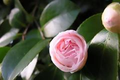 Η καμέλια εκσπερματώνει όπως ο άνθρωπος