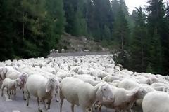 Οργανωμένη κλοπή 27 αρνιών σε Καλλονή, Άγρα και Ερεσό, της Λέσβου