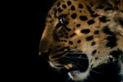 Η λεοπάρδαλη της Άπω Ανατολής δεν διατρέχει κίνδυνο