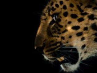 Φωτογραφία για Η λεοπάρδαλη της Άπω Ανατολής δεν διατρέχει κίνδυνο