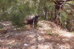 Υπερωριακή απασχόληση για την προστασία των δασών