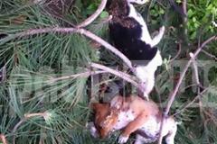 Nτροπή: Φόλες σκοτώνουν καθημερινά ανυποψίαστα ζώα στην Ηλεία