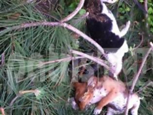 Φωτογραφία για Nτροπή: Φόλες σκοτώνουν καθημερινά ανυποψίαστα ζώα στην Ηλεία