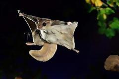 Το πέταγμα του… σκίουρου!