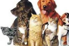 Υγεία: Τα κατοικίδια προστατεύουν την καρδιά