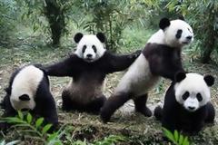 Τα πάντα σε κίνδυνο από τους Κινέζικους αμπελώνες