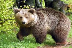 Νέες μαρτυρίες για αρκούδες στο Πήλιο - Αναμένεται ο «Αρκτούρος»