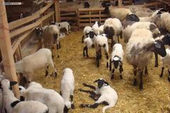 Συμμορία ζωοκλεφτών στη Δυτική Λέσβο - Συνελήφθησαν τρία άτομα