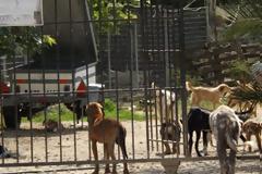 ΣΟΚΑΡΙΣΤΙΚΟ VIDEO: Στο καταφύγιο αδέσποτων σκύλων Πρέβεζας...