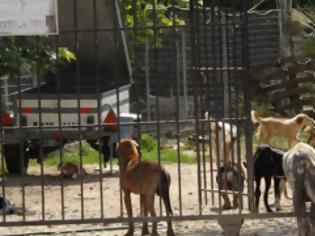 Φωτογραφία για ΣΟΚΑΡΙΣΤΙΚΟ VIDEO: Στο καταφύγιο αδέσποτων σκύλων Πρέβεζας...