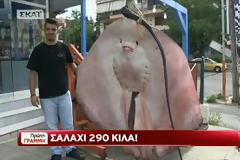 Σαλάχι 290 κιλών στα δίχτυα Ελλήνων ψαράδων