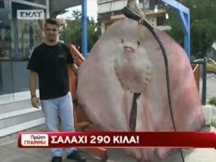 Φωτογραφία για Σαλάχι 290 κιλών στα δίχτυα Ελλήνων ψαράδων