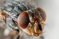 Εργοστάσιο μυγών που παράγει ζωοτροφές κέρδισε το βραβείο καινοτομίας του ΟΗΕ