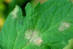 Δήμος Ορεστίδος - Πρόγραμμα δωρεάν εδαφολογικών αναλύσεων αγροτεμαχίων και φυλλοδιαγνωστικής