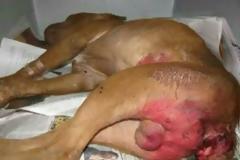 EIKONA NTΡΟΠΗΣ: 100.000 Γερμανοί κάνουν σeξ με...σκύλους! Δείτε τη τραγική εικόνα...