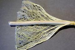 Ηλεία: Προοπτική καλλιέργειας της κλωστικής κάνναβης δίνει η ψήφιση ν/σ του Υπουργείου Δικαιοσύνης