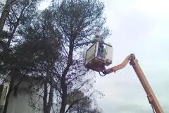 Άμεση επέμβαση δήμου Πεντέλης για την αποτροπή κοπής πεύκων