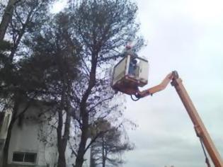 Φωτογραφία για Άμεση επέμβαση δήμου Πεντέλης για την αποτροπή κοπής πεύκων