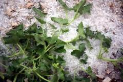 Χαλαζόπτωση θέρισε καλλιέργειες στην Κρήτη