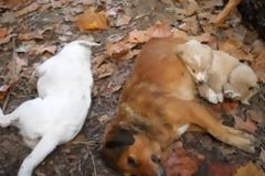 Πρέβεζα: Με τοξικά 