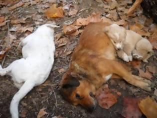 Φωτογραφία για Πρέβεζα: Με τοξικά δολώματαδηλητηρίασαν δύο ακόμη σκύλους
