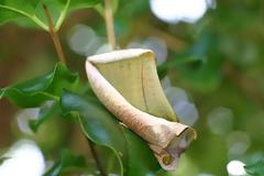 Πεταλούδα μεταμορφώνεται σε ξερό φύλλο!