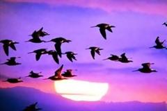 Τα πουλιά δεν γνωρίζουν σύνορα αλλά... κινδύνους