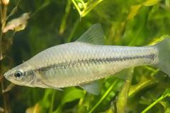 Θα ψεκάσουν δηλητήριο σε λίμνες για το επικίνδυνο ψάρι