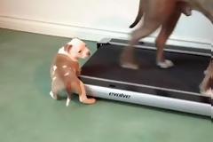 VIDEO: Θα ξετρελαθείτε: Κουτάβι Pit Bull … προσπαθεί να κάνει διάδρομο!