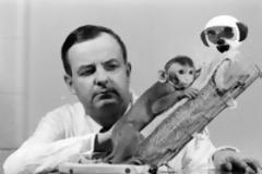 Το πείραμα του Χάρι Χάρλοου και η σημερινή πραγματικότητα