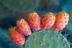 Υγεία: Τα οφέλη του φραγκόσυκου