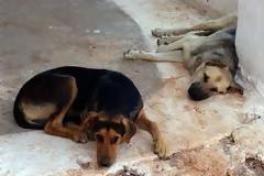 Αναγνώστης ενημερώνει για αδέσποτα της περιοχής του