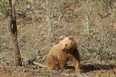 Παντού αρκούδες. Φόβος και τρόμος σε ολόκληρο τον ν. Καστοριάς