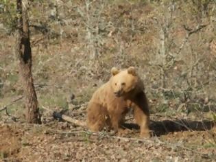 Φωτογραφία για Παντού αρκούδες. Φόβος και τρόμος σε ολόκληρο τον ν. Καστοριάς