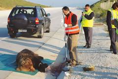 Εγνατία Οδός: Περίφραξη των βιότοπων της αρκούδας - Ολοκλήρωση τέλος Σεπτεμβρίου