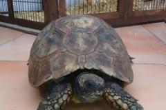 Πέθανε η μακροβιότερη χελώνα της Βρετανίας μετά από δάγκωμα… αρουραίου!