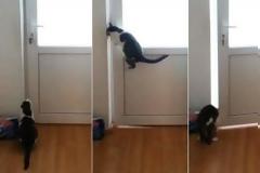 Απίθανη γάτα ανοίγει 5 πόρτες… προς την ελευθερία! [video]