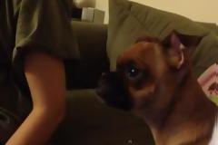 Σκύλος βλέπει το Lion King και κλαίει! [Video]