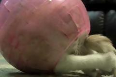 Όταν το γατάκι μπαίνει μέσα σε μπαλάκι για χάμστερ... [Video]