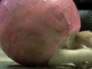 Φωτογραφία για Όταν το γατάκι μπαίνει μέσα σε μπαλάκι για χάμστερ... [Video]