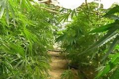 Εντοπισμός χασισοφυτείας στην Ιστιαία