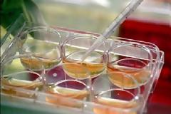 Κλωνοποίησαν ανθρώπινο έμβρυο λίγων ημερών