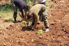 Ξηρόμερο: Δυναμική επιστροφή στην καπνοκαλλιέργεια